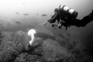 spearfishing