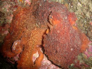 octopus