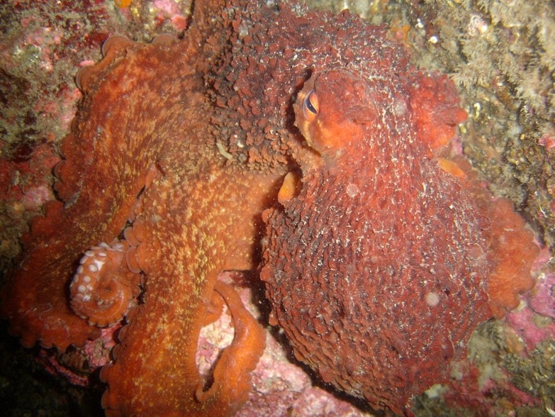 octopus