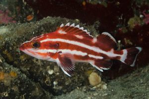 white striped red fish