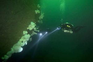 scuba dive alaska plumnose