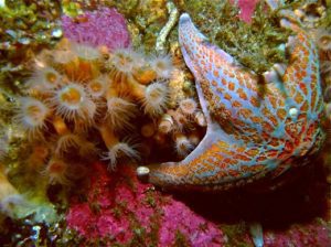 starfish