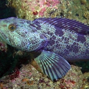 blue lingcod fishing alaska scuba dive