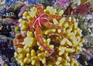 brittle star alaska scuba dive diving