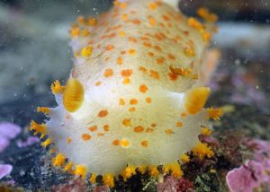 clown nudibranch scuba diving alaska dive