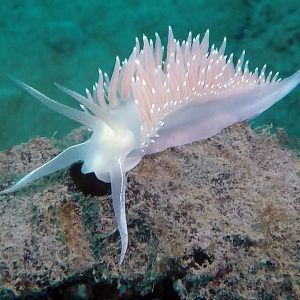 Trophina nudebranch scuba dive alaska diving