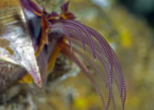 scuba diving in alaska dive