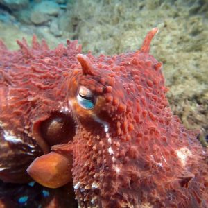 alaska scuba diving dive