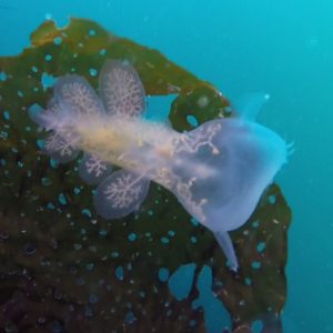 scuba dive in alaska nudebranch