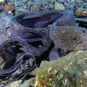 scuba dive alaska juvenile wolf eel
