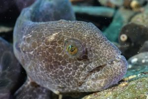 scuba dive alaska closeup diving wolf eel