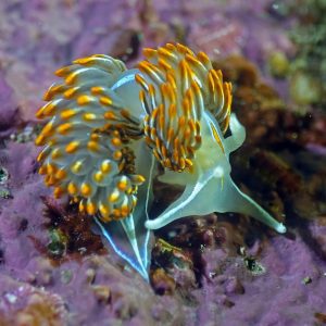 opalescent nudibranch