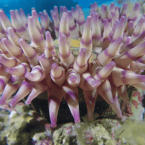 painted anemone