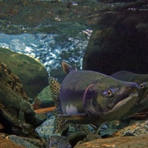 pink salmon
