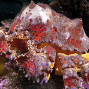 king crab