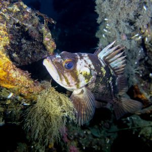 quillback rockfish
