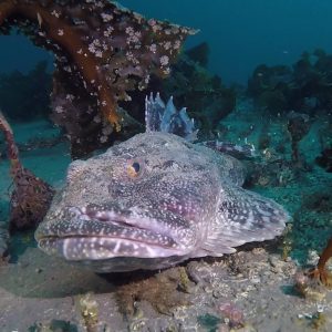 sculpin