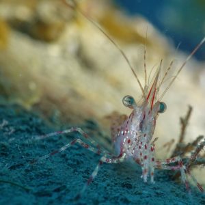 shrimp