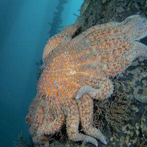sunflower star