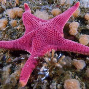 vermillion starfish