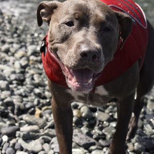 Happy Hound