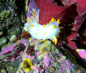 nudibranch alaska dutch harbor diving color scuba underwater photography