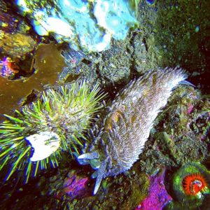 nudibranch alaska dutch harbor diving color scuba underwater photography