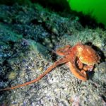 octopus underwater alaska tour excursions explore nature photography