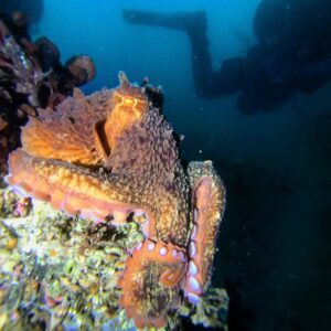 Giant Pacific Octopus