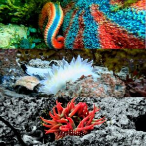 Life Underwater in Alaska