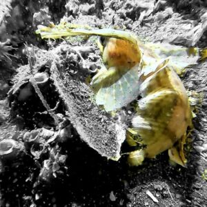 Sailfish Sculpin