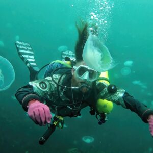 Jellyfish Bloom in Alaska